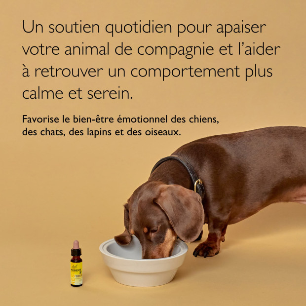 Rescue pet remedy Fleur de Bach : stress et anxieté