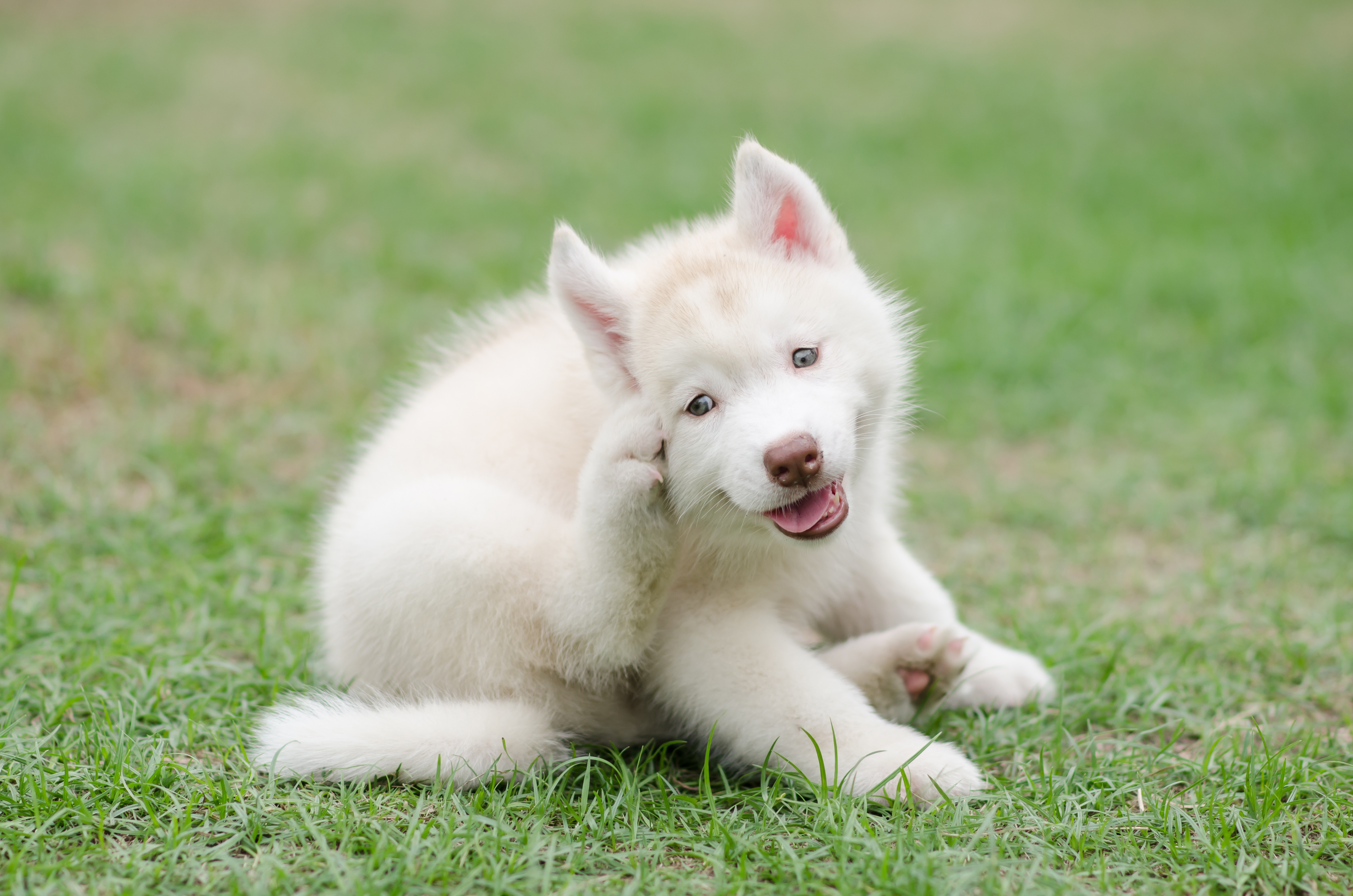 Mon chien se gratte : traitement naturel anti démangeaison