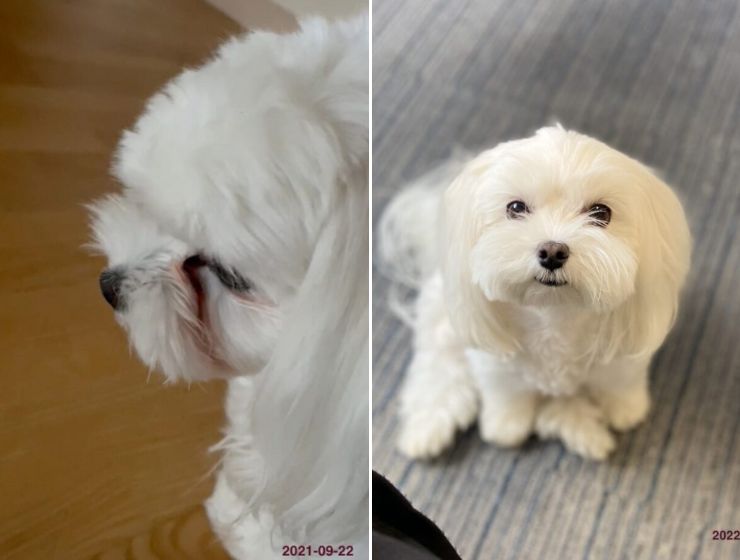 Croquettes pour chien blanc avant / après