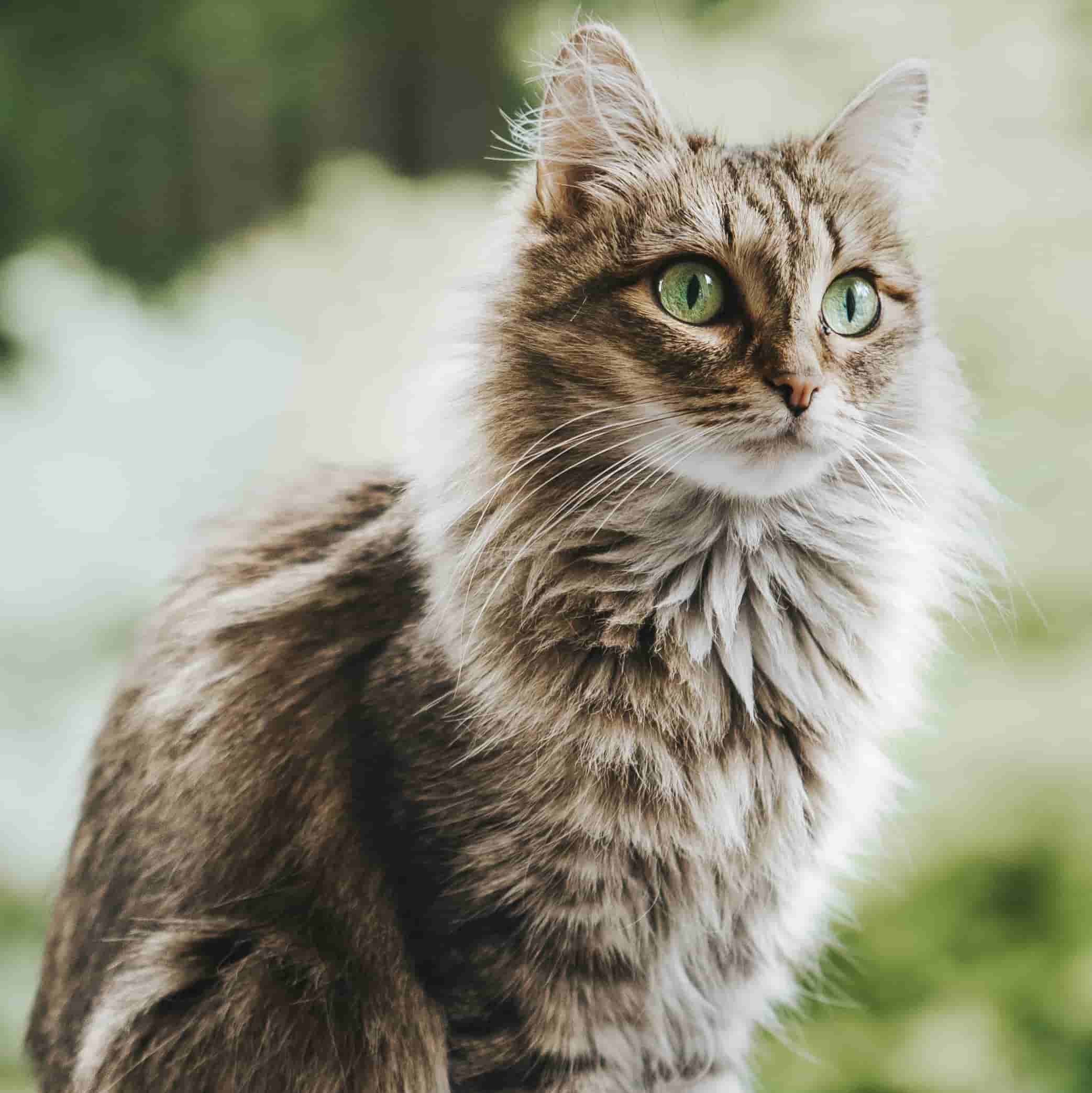 La terre de diatomée serait efficace dans la lutte contre les puces des  chats.
