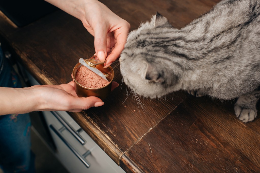 Choisir sa pâtée pour chat