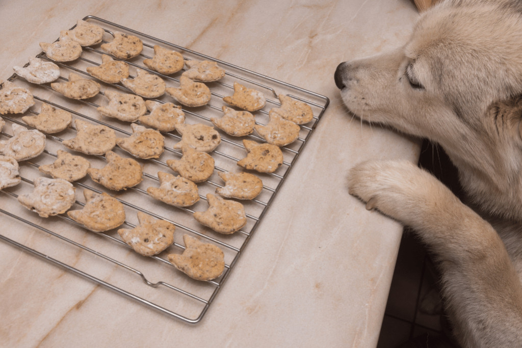 3 recettes de friandises pour chiens à faire soi-même