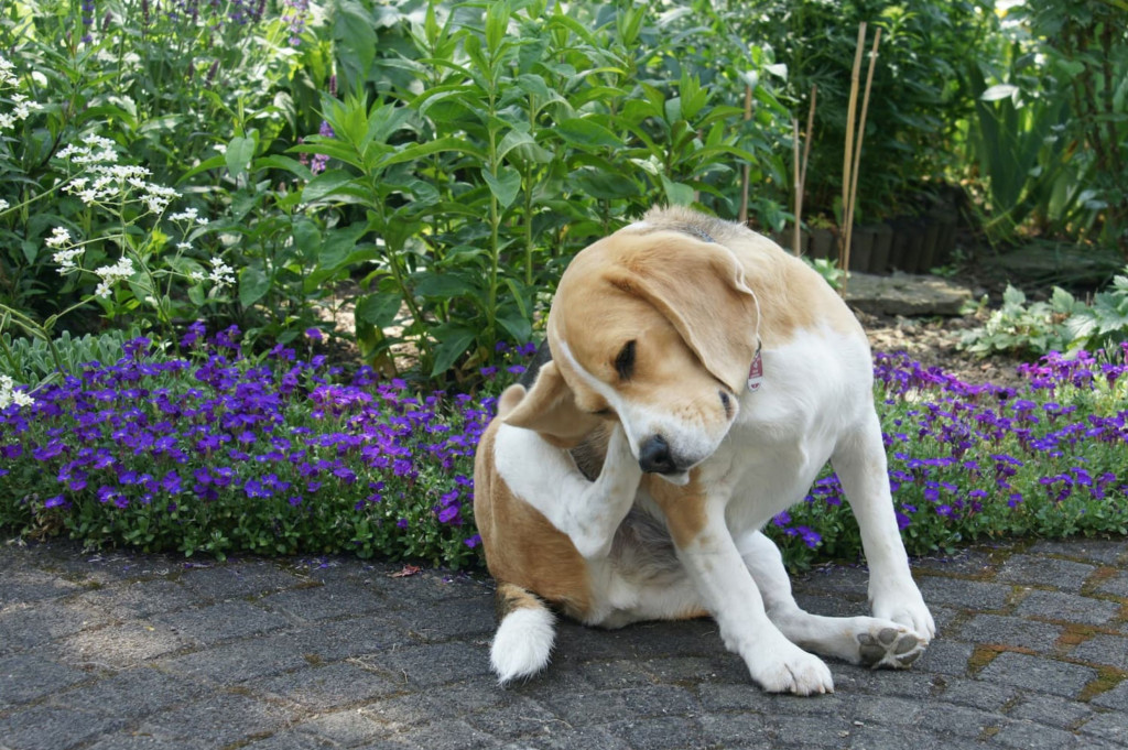 Dermatite atopique du chien