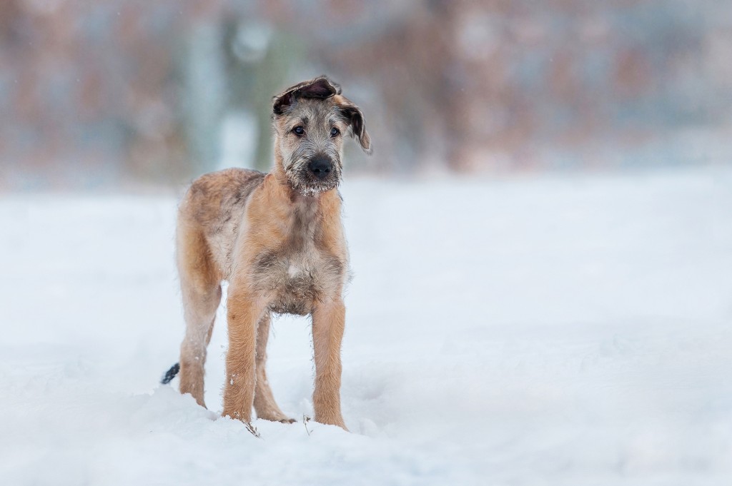 Quelques conseils pour votre chien en hiver