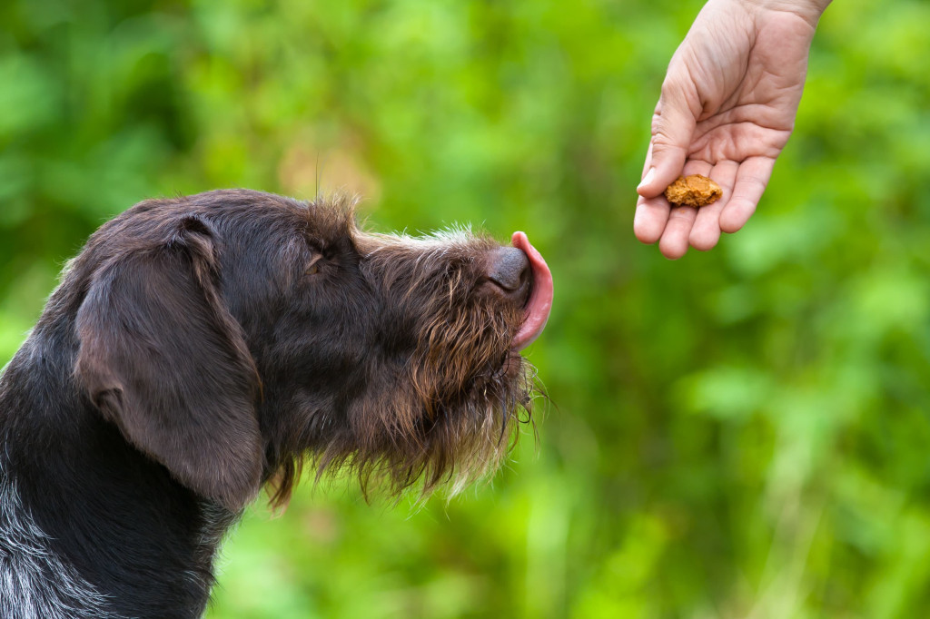 Friandise pour chien : lesquelles donner ?