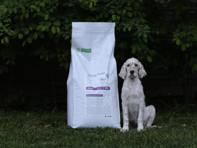 Croquettes pour chien blanc : une alimentation adaptée pour un pelage éclatant