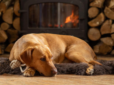 Une étude démontre que plus de 70% des chiens présentent des symptômes d’anxiété